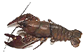 Раки