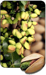 Pistacia vera