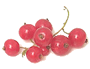 Ribes rubrum L
